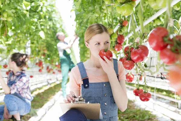 Agricultor Haciendo Informe Mientras Huele Tomate Contra Compañeros Trabajo Invernadero —  Fotos de Stock