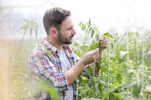 Agricultor Adulto Examinando Tomates Invernadero —  Fotos de Stock