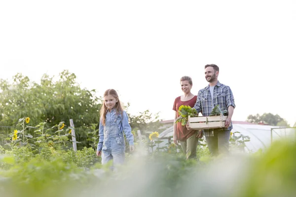 在农场与女儿散步时 微笑的父母拿着蔬菜在板条箱里 — 图库照片