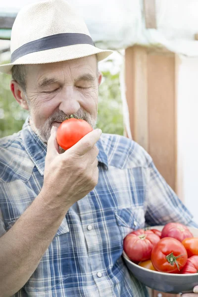 Senior Farmer Smelling Fresh Tomato Farm — Stock Photo, Image