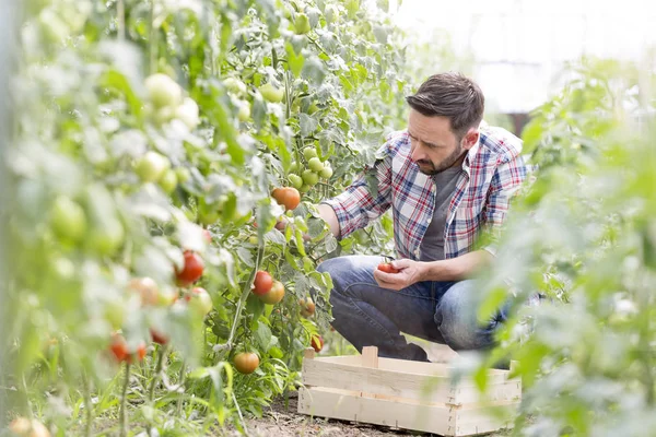Hombre Adulto Cosechando Tomates Granja —  Fotos de Stock