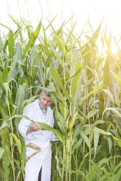 Cientista Maduro Examinando Culturas Milho Fazenda — Fotografia de Stock