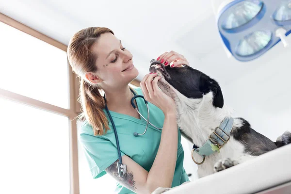 Vista Bajo Ángulo Del Médico Examinando Los Dientes Del Perro — Foto de Stock