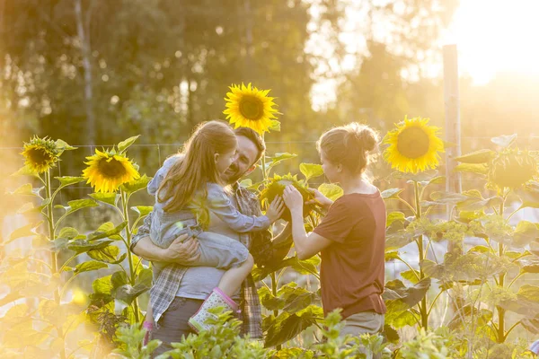 Parents Showing Sunflower Daughter Farm — Stock Photo, Image