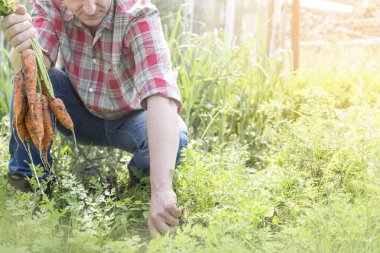 çiftlik sahasının organik havuç hasat çiftçinin resim kırpılmış