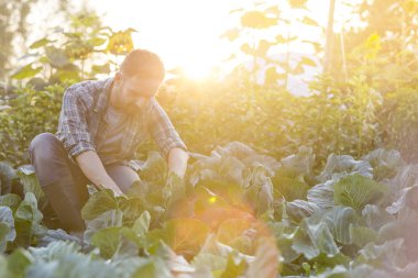 yetişkin adam çiftlik Organik lahana hasat