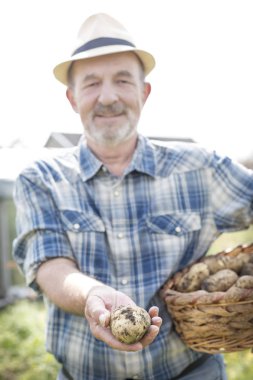 Üst düzey çiftçi Farm organik çiğ patates gösterilen şapkalı