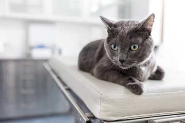 Veteriner kliniğinde yatakta yatan Rus mavi kedi yakın çekim