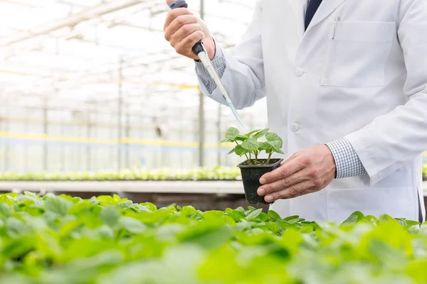 Parte Central Bioquímico Masculino Que Utiliza Pipeta Sobre Plântulas Viveiro — Fotografia de Stock