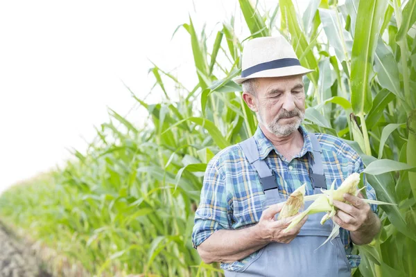 Fermier Âgé Avec Chapeau Examinant Les Épis Maïs Ferme — Photo