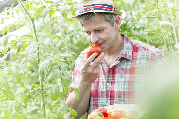 Agricultor Maduro Oliendo Tomates Orgánicos Frescos Granja — Foto de Stock