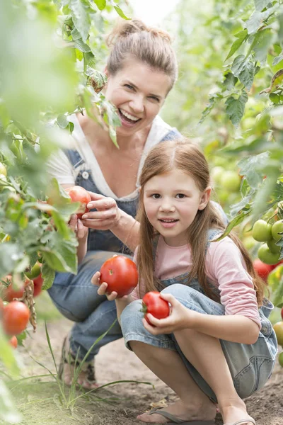 Retrato Mãe Sorridente Filha Colhendo Tomates Orgânicos Fazenda — Fotografia de Stock