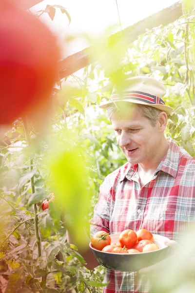 成熟的农民收获新鲜的西红柿在农场 — 图库照片