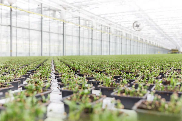 Fila Hierbas Verdes Creciendo Invernadero — Foto de Stock