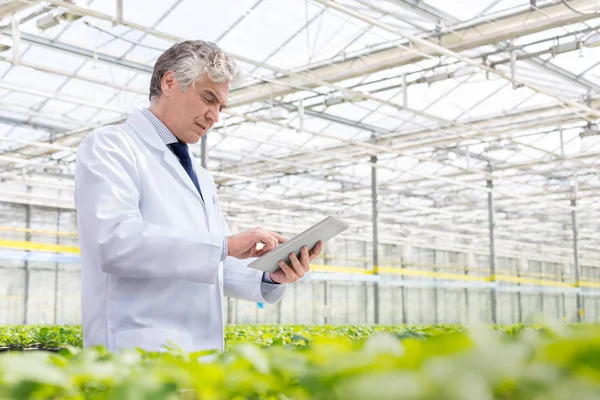 Volwassen Mannelijke Biochemicus Met Behulp Van Digitale Tablet Plant Kwekerij — Stockfoto