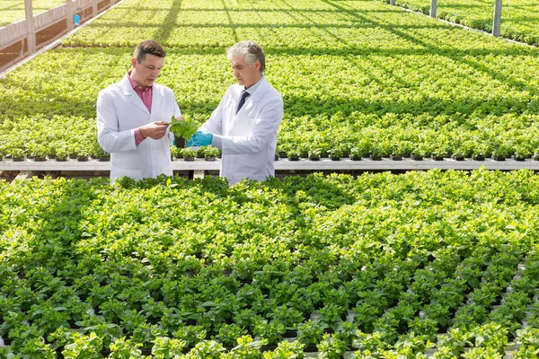 Male Biochemists Discussing Seedlings While Standing Plant Nursery — Stock Photo, Image