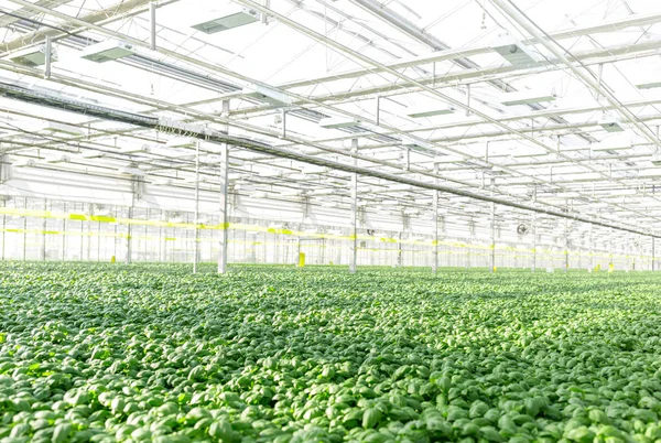 Fila Hierbas Verdes Creciendo Invernadero — Foto de Stock