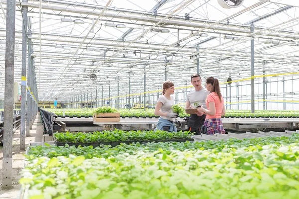 Male Botanists Discussing Female Coworkers While Standing Amidst Seedlings Greenhouse — Stock Photo, Image