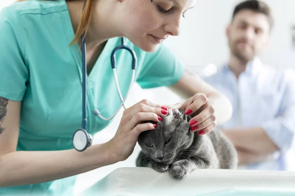 医生在兽医诊所检查俄罗斯蓝猫的耳朵在床上 — 图库照片