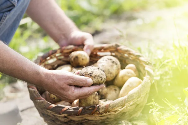 农民在农场收获有机土豆的中段 — 图库照片