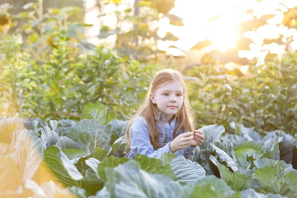 Cute Girl Sitting Amidst Cabbages Farm — Stock Photo, Image