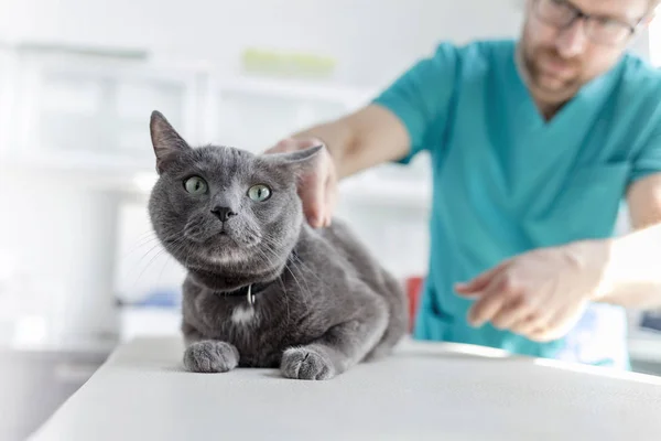 医生在兽医诊所检查俄罗斯蓝猫在床上 — 图库照片