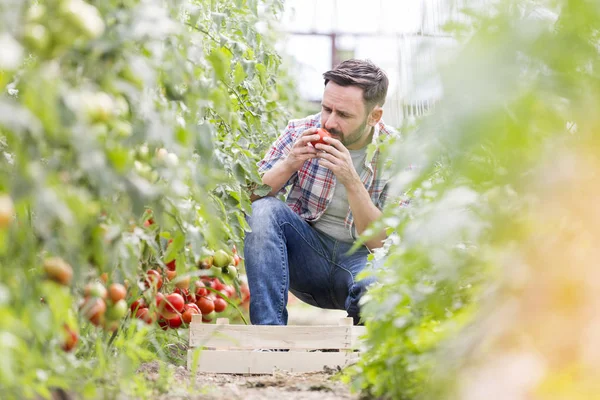 Mann Riecht Tomaten Bei Der Ernte Auf Bauernhof — Stockfoto