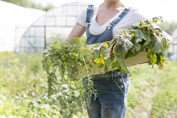 Milieu Femme Adulte Exploitant Des Légumes Dans Une Caisse Ferme — Photo