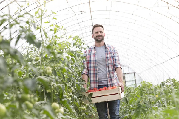 Adult Farmer Tomatoes Crate Walking Greenhouse — Stock Photo, Image