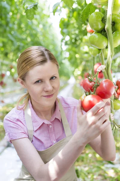 Portrait Smiling Gardener Holding Organic Tomatoes Greenhouse — Stock Photo, Image
