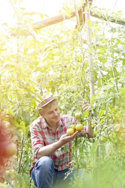 微笑的农夫在农场检查西红柿 — 图库照片