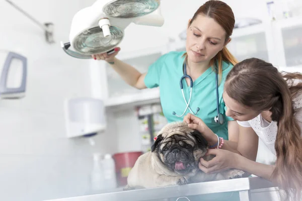 Young Veterinary Doctor Girl Stroking Pug Table Hospital — Stock Photo, Image