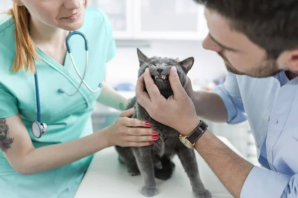 医生和主人在兽医诊所检查俄罗斯蓝猫的牙齿在床上 — 图库照片