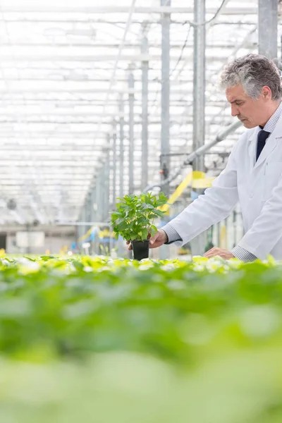 Bioquímico Masculino Sosteniendo Plántulas Vivero Plantas —  Fotos de Stock