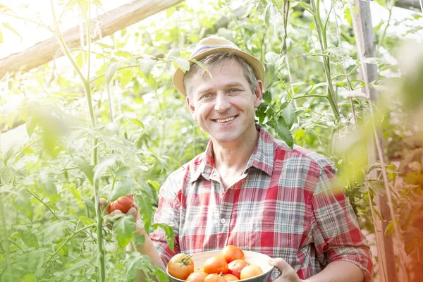 Πορτρέτο Της Χαμογελαστός Αγρότης Συλλέγοντας Οργανικές Ντομάτες Στο Αγρόκτημα — Φωτογραφία Αρχείου