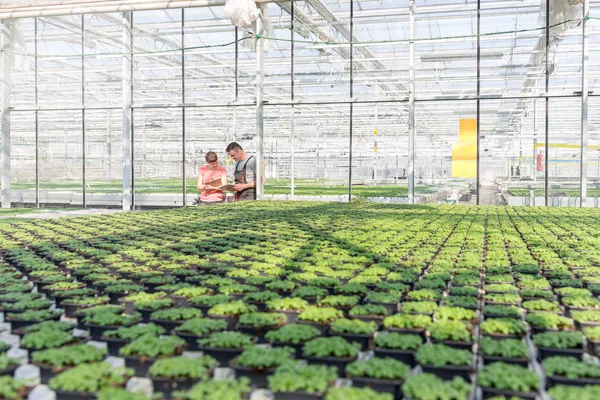 Botanists Discussing While Standing Seedlings Greenhouse — Stock Photo, Image