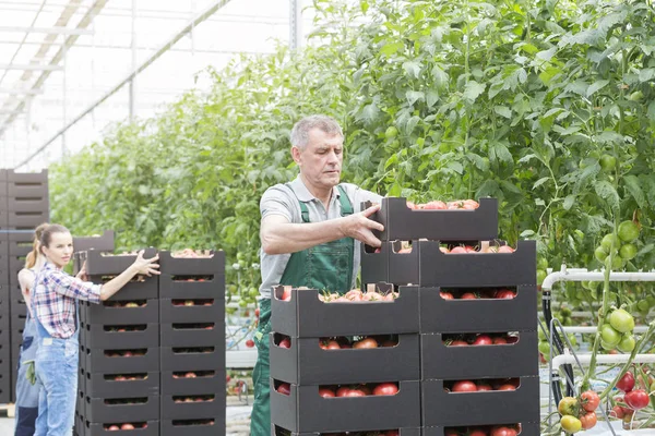 Farmers Stacking Crates Tomatoes Plants Farm — Stock Photo, Image