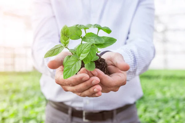Midsection Proprietário Maduro Que Prende Planta Cultivada Sementes Berçário Planta — Fotografia de Stock