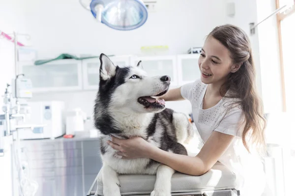 Ragazza Sorridente Guardando Husky Sul Letto Clinica — Foto Stock