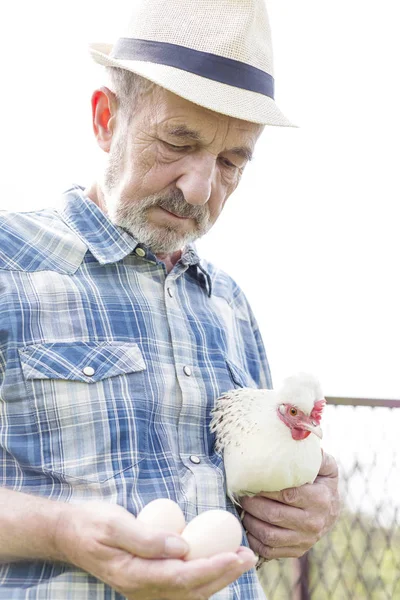 Agricultor Senior Que Cría Pollos Huevos Frescos Granja — Foto de Stock