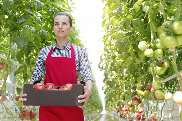 Mulher Confiante Com Tomates Caixa Meio Plantas Estufa — Fotografia de Stock