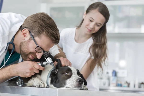 診療所の耳鏡装置を通して犬の耳を調べる獣医を見ている女の子 — ストック写真