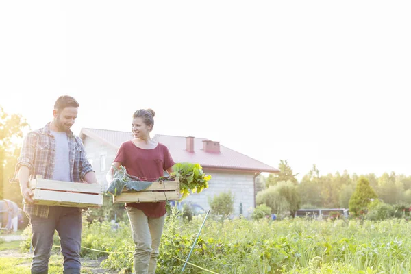 在农场散步时 夫妇拿着蔬菜在箱子里对着天空 — 图库照片