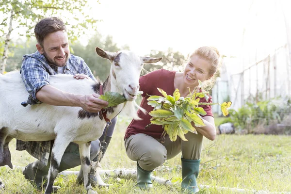 Happy Couple Feeding Goat Grass Farm — Stock Photo, Image