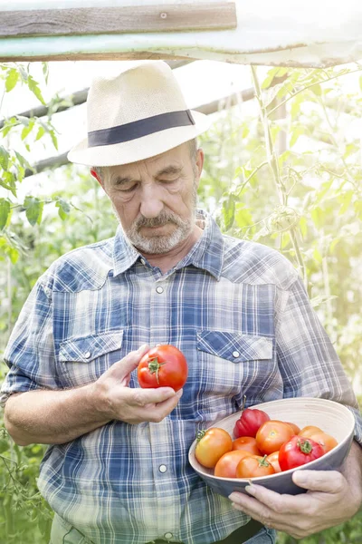 Agricultor Senior Con Contenedor Examinando Tomates Orgánicos Granja — Foto de Stock