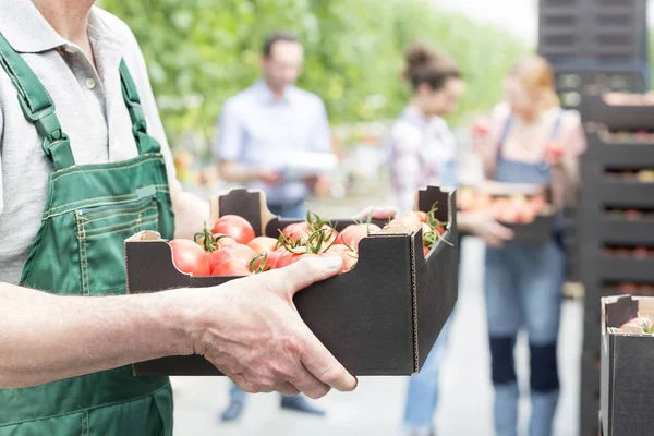 Farmer Holding Tomatoes Crate Coworkers Background — Stock Photo, Image