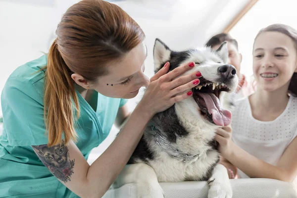 Doctor Husky Girl Veterinary Clinic — Stock Photo, Image
