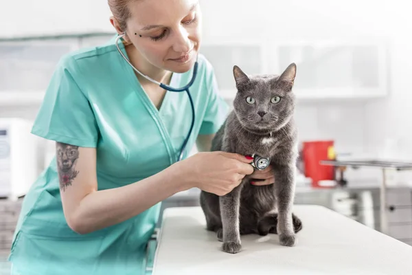 Dokter Onderzoekt Russische Blauwe Kat Met Stethoscoop Bij Veterinaire Kliniek — Stockfoto