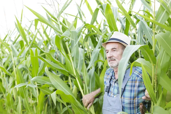 Omtänksamma Man Står Mot Växter Gård — Stockfoto