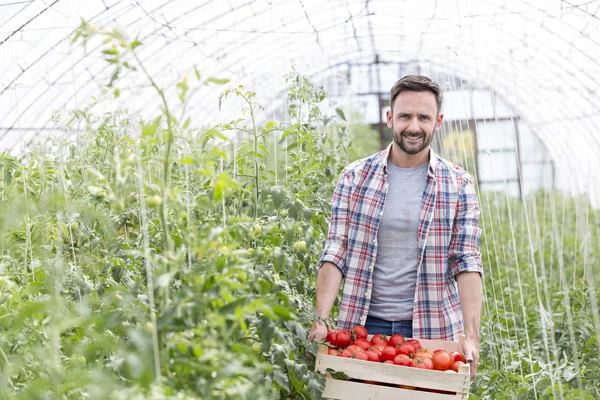 Χαμογελαστός Αγρότης Που Κουβαλάει Ντομάτες Κιβώτιο Στο Αγρόκτημα — Φωτογραφία Αρχείου